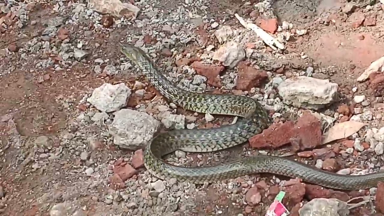 अपने साइट परसांप घुस गया नागिन आज ब्लॉक वीडियो धार जिला से आदिवासी राजोद आज की खबर 2026 अमावस के दिन