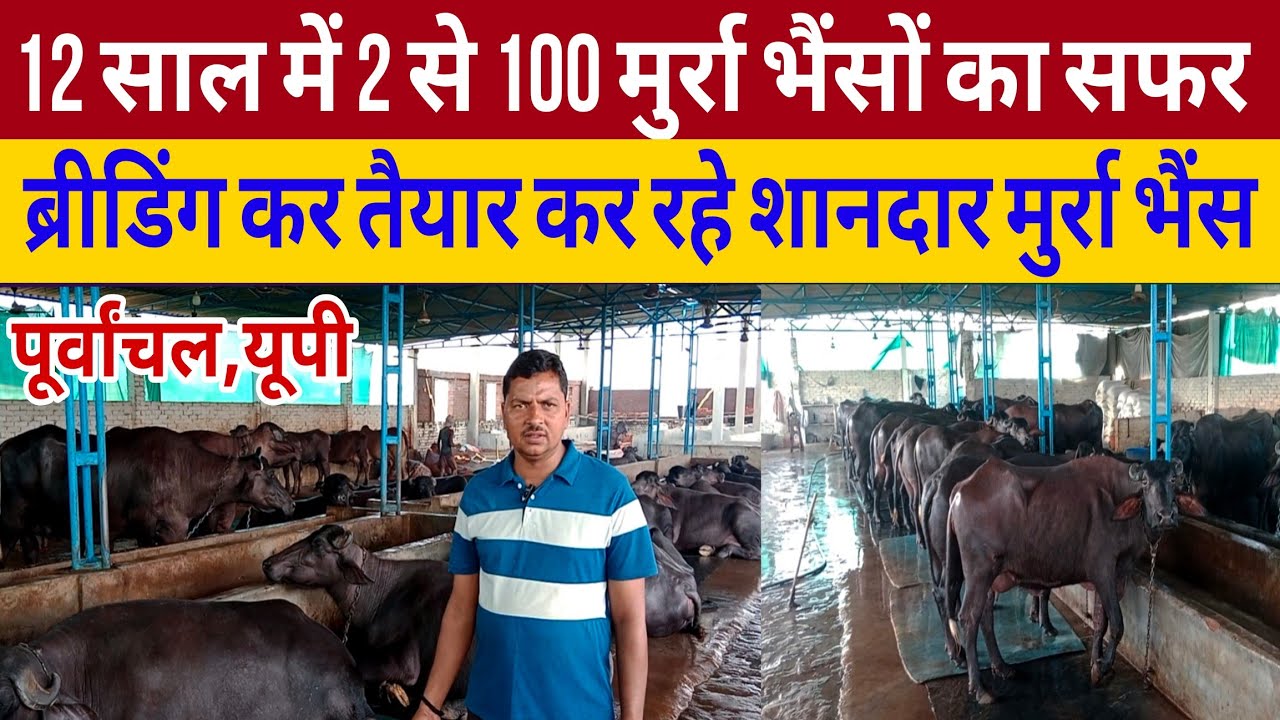 12 साल में 2 से सौ मुर्रा भैंसों का डेयरी फार्म/dairy farm varanasi up/murrah farm up/dairy farming