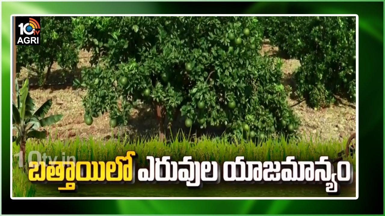 బత్తాయి లో ఎరువుల యాజమాన్యం | Usage Of Fertilizers In Citrus Crop | Matti Manishi | 10TV News