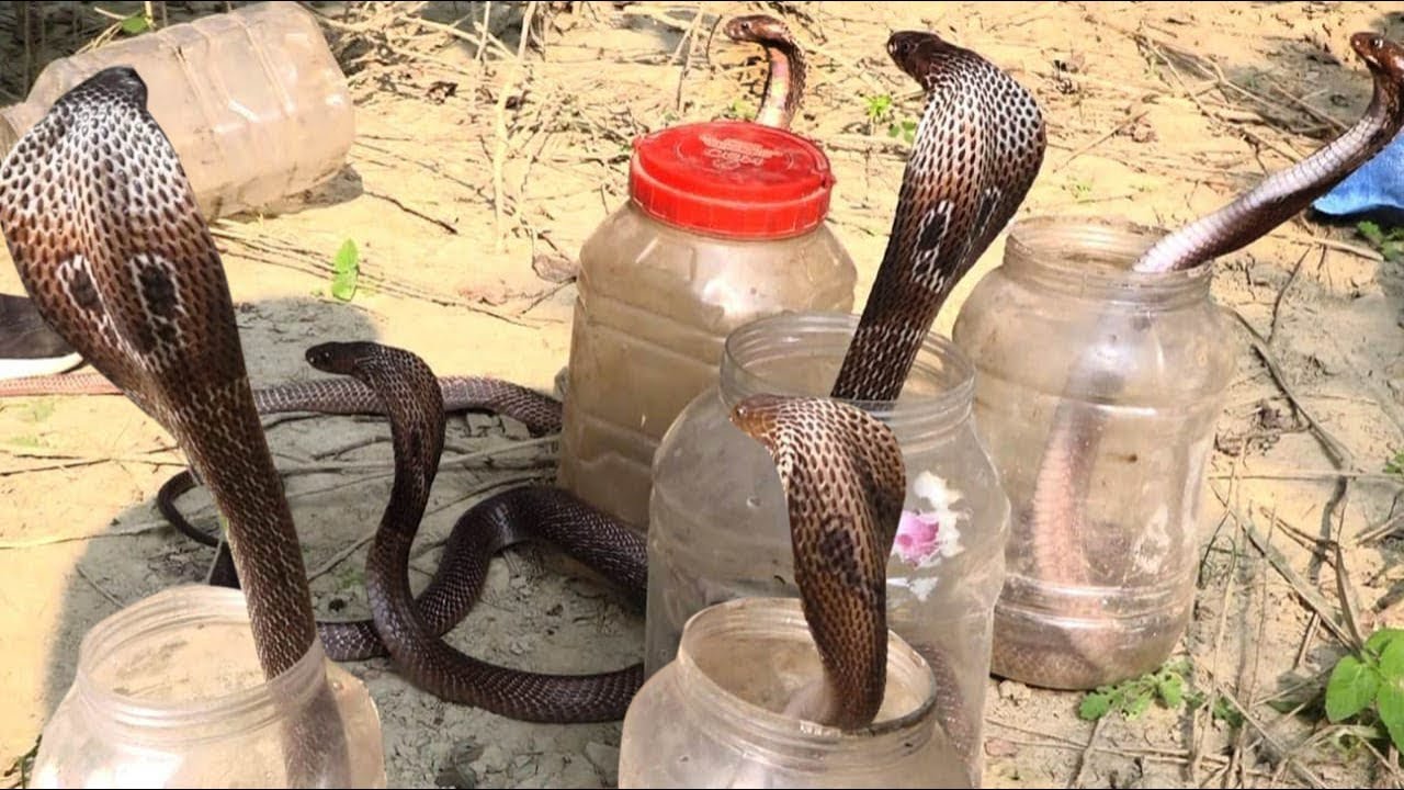 खतरनाक सीन ऐसा वीडियो आपने कभी नहीं देखा होगा। Releasing of Real Cobras in to the forest Area's