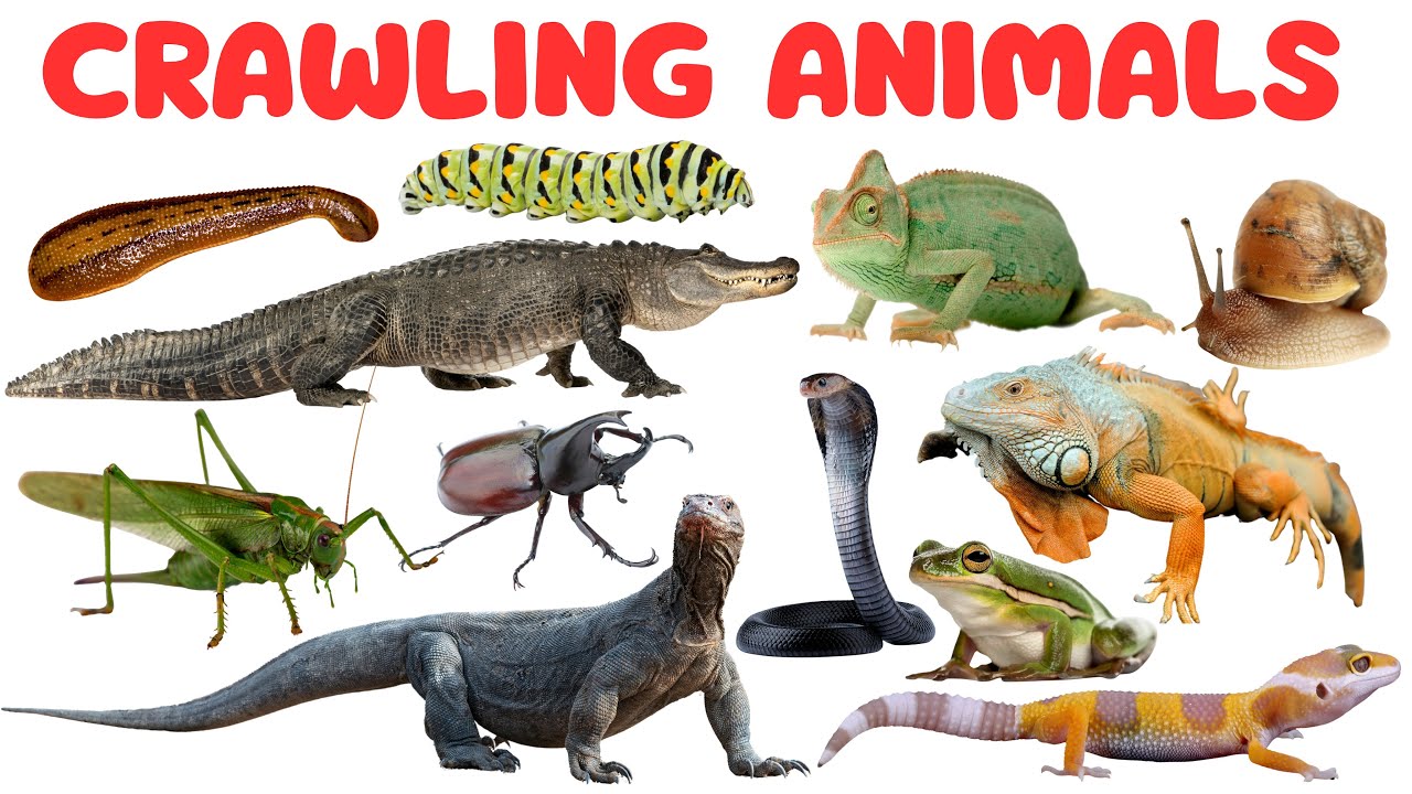 Crawling Animals for Kids | Learn Crawling Animals and Reptiles Names