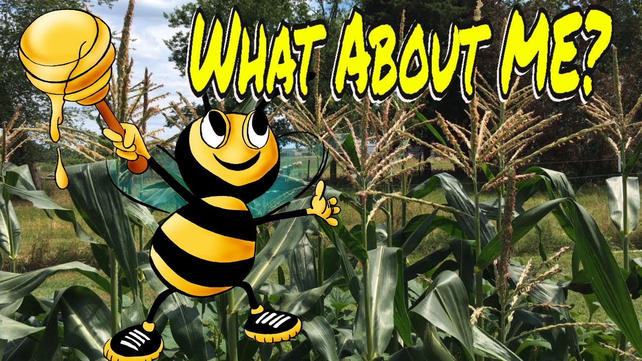 🖐️🌽HAND POLLINATING CORN ✌️ TWO DIFFERENT METHODS 🌽 HOW TO POLLINATE CORN 🌽