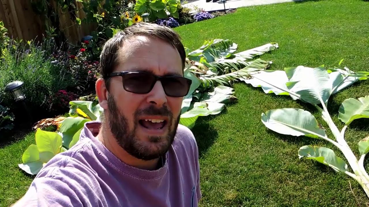 Preparing My Tropical Bananas for Winter dormancy in Zone 6B