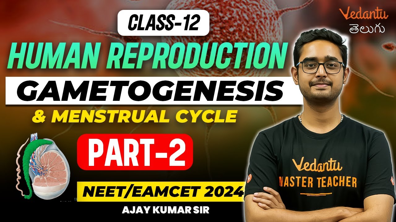 Human Reproduction-2 | Gametogenesis and Menstrual Cycle | NEET/EAMCET 2024 |Ajay Sir|Vedantu Telugu