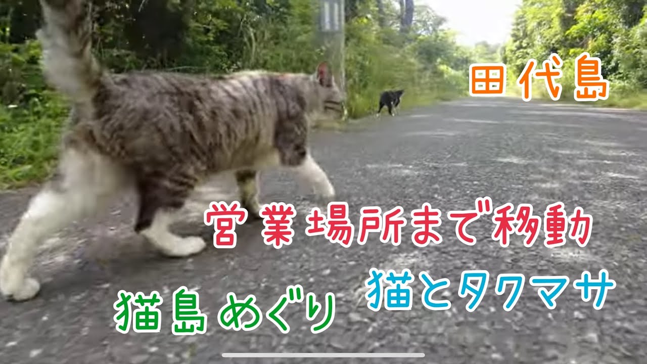 [田代島] 朝ご飯食べたので、お客さん来る場所まで移動中と阿部つ商店前