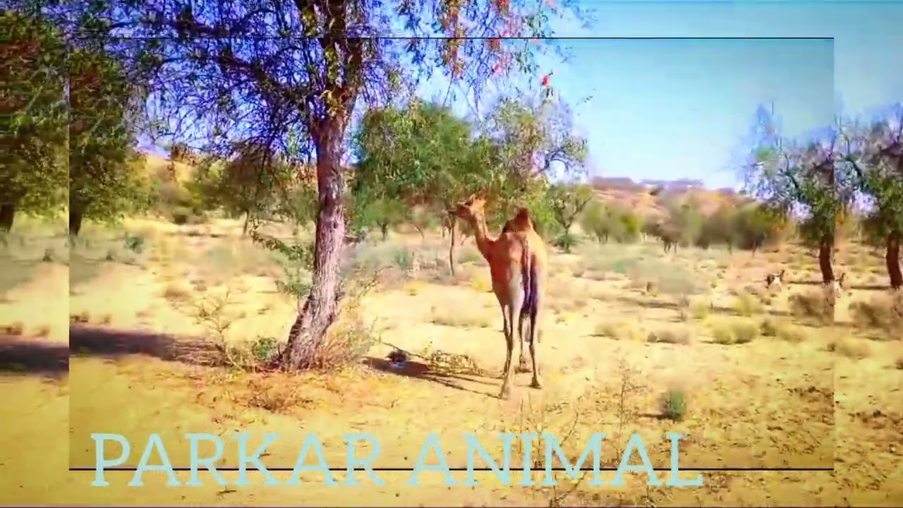 camel happy mood in jungle#animals #camel #camel_racing