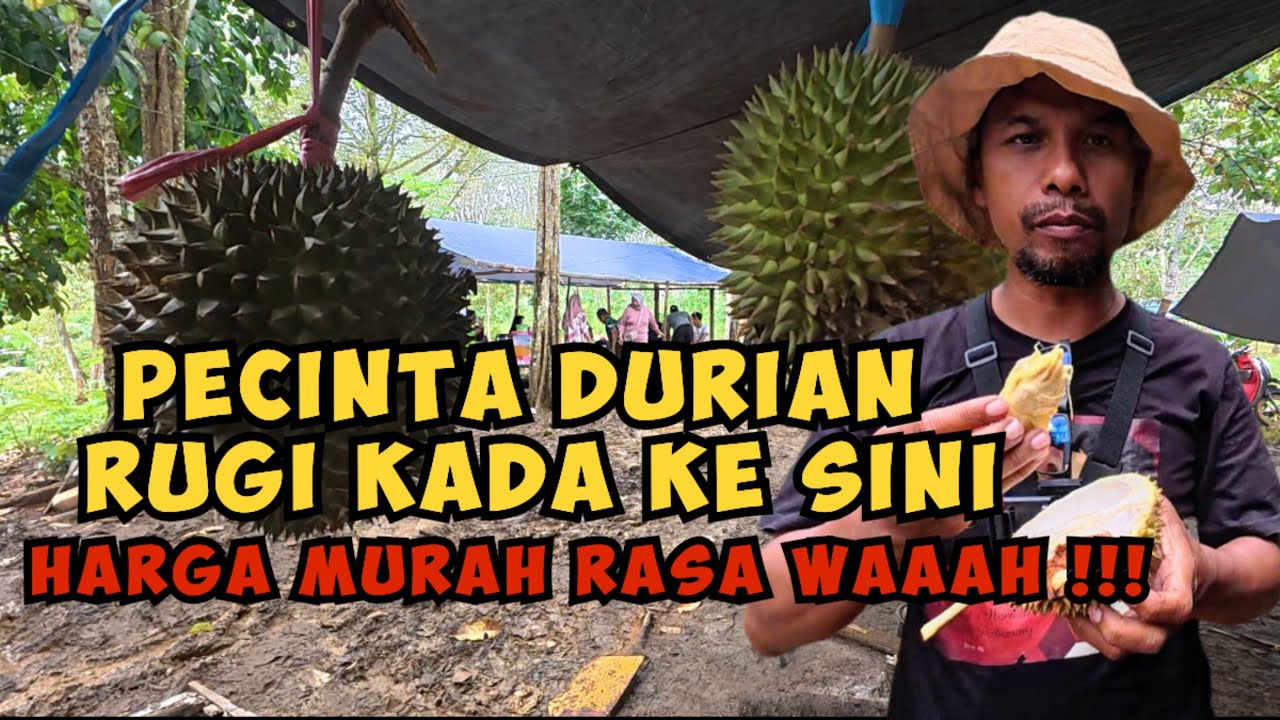 Bajanguk Kula : Manjatu Durian di Kabunnya