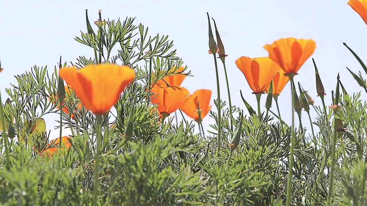 Garden for Wildlife with the National Wildlife Federation