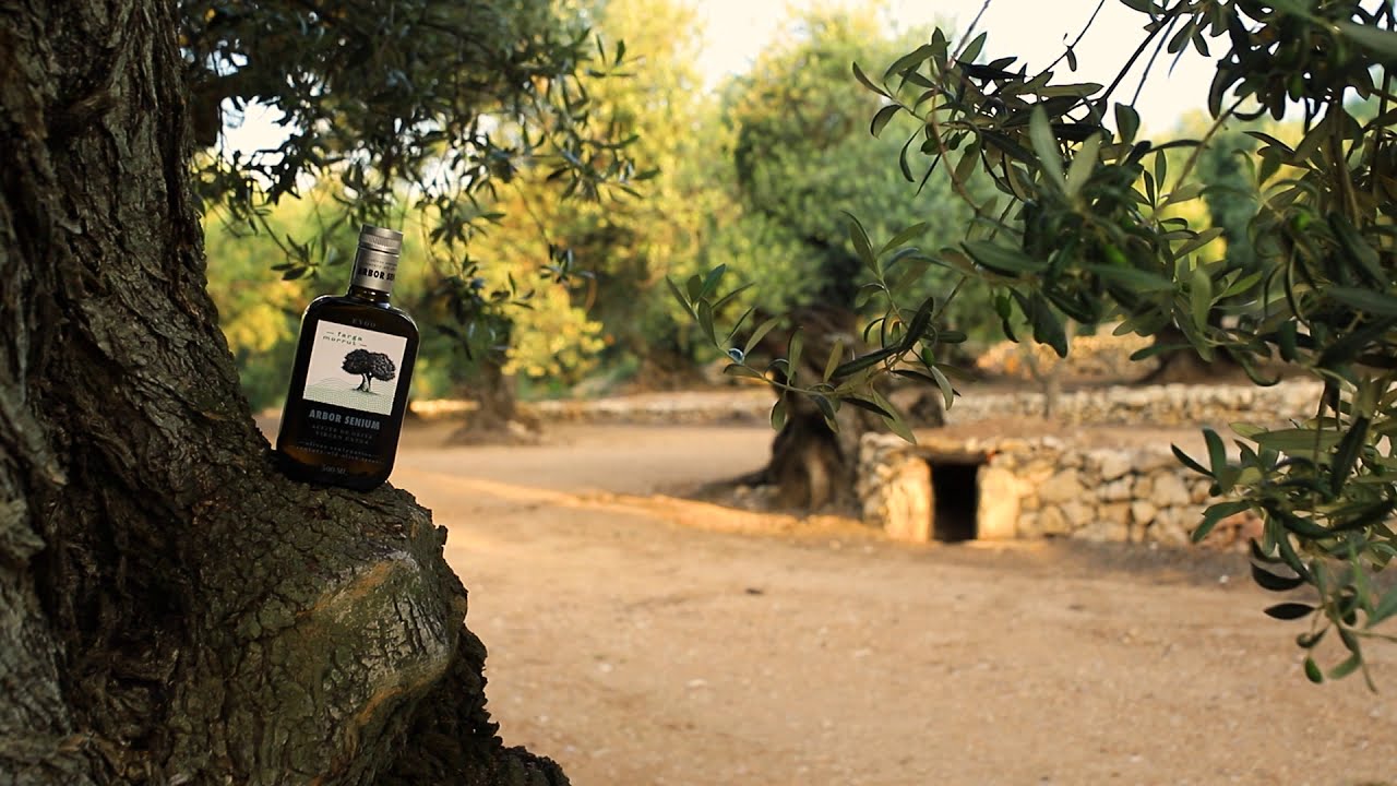 Arbor Senium ✔️ -  Un AOVE diferente 💚 | Un regalo único | km0 | ecológicamente implicado 💚💚
