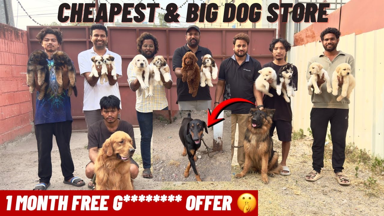 BIG DOGS CHEAPEST PUPPIES | 1 MONTH FREE 😍🐕&zwj;🦺 | DOBBERMAN | CANE CORSO 