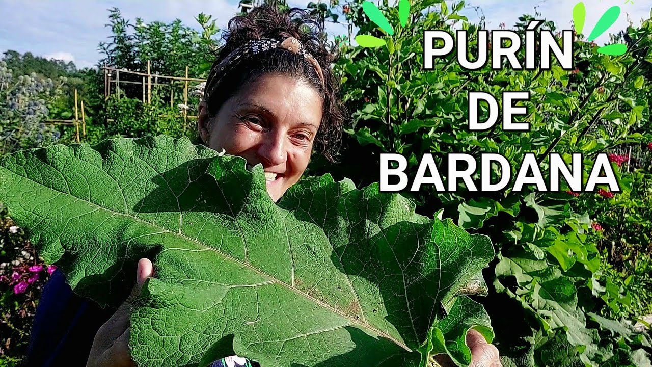 PURÍN DE BARDANA🍃(usos e consellos)  ||{NUSKA}