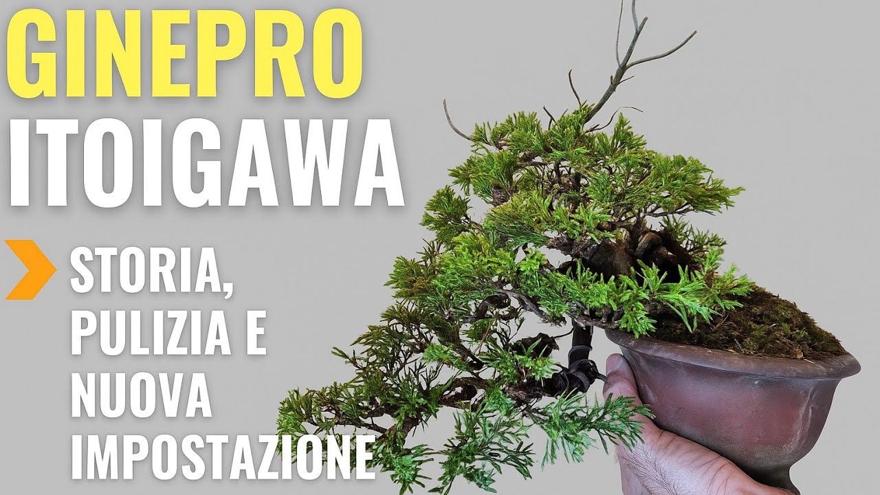 👉Ginepro itoigawa - Storia, pulizia e nuova impostazione