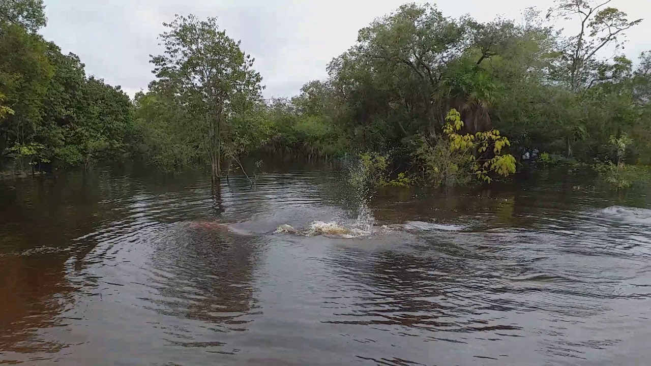 boto cor de rosa da Amazônia acasalando.