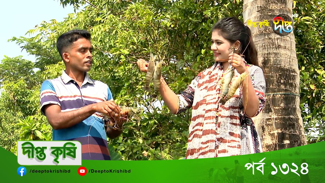 DEEPTO KRISHI || মিঠাপানিতে গলদা চিংড়ি চাষে খুলনার উজ্জ্বল রায়ের সাফল্য! || Deepto TV