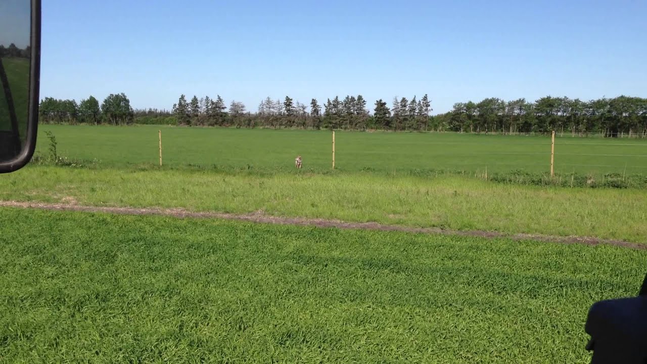 LandTV: Første video af ulv i Danmark