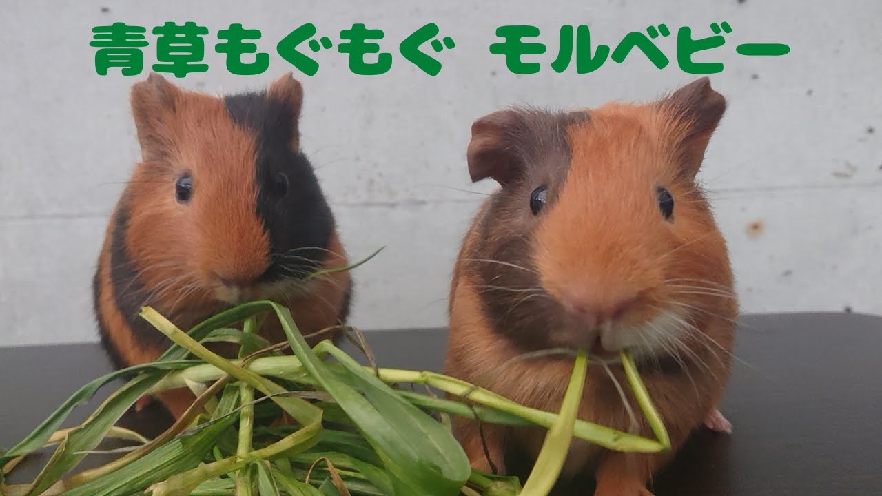 青草もぐもぐモルベビー