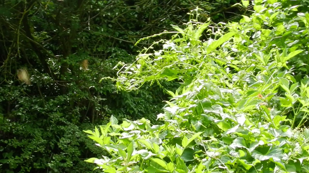 Speckled Wood Butterflies (Pararge aegeria) spiral fighting