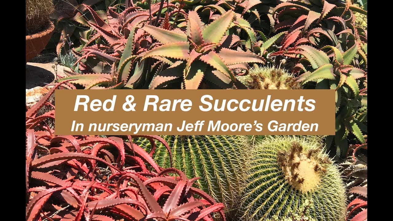 Red & Rare Succulents in Jeff Moore's Garden