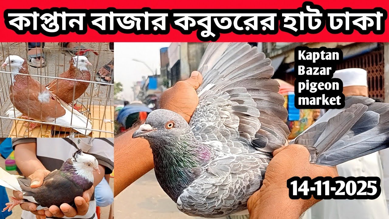 14-11-2025 কাপ্তান বাজার কবুতরের হাট ঢাকা | Kaptan Bazar pigeon market price bd | কম দামে কবুতর হাট 