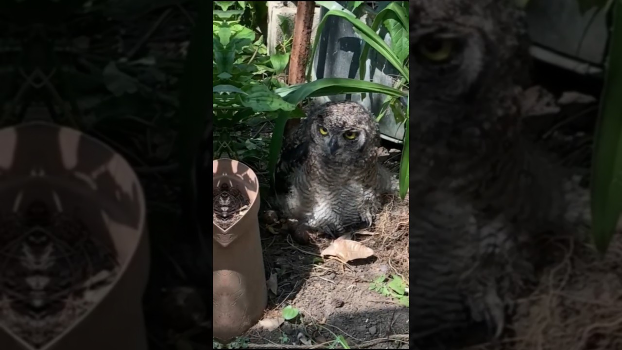 look at this beautiful Spotted Eagle-Owl(Bubo africanus)was a rescue chick 