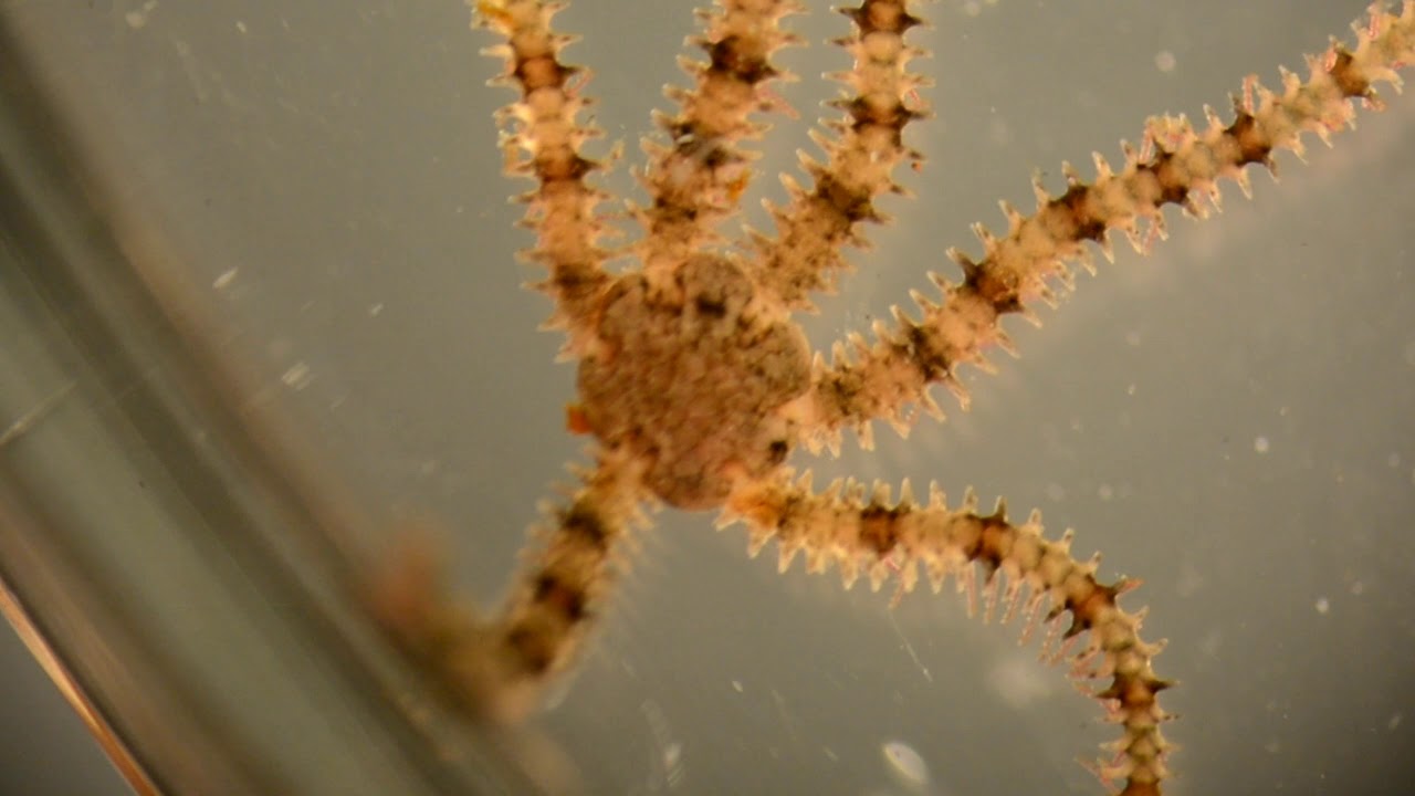 Classe Ophiuroidea