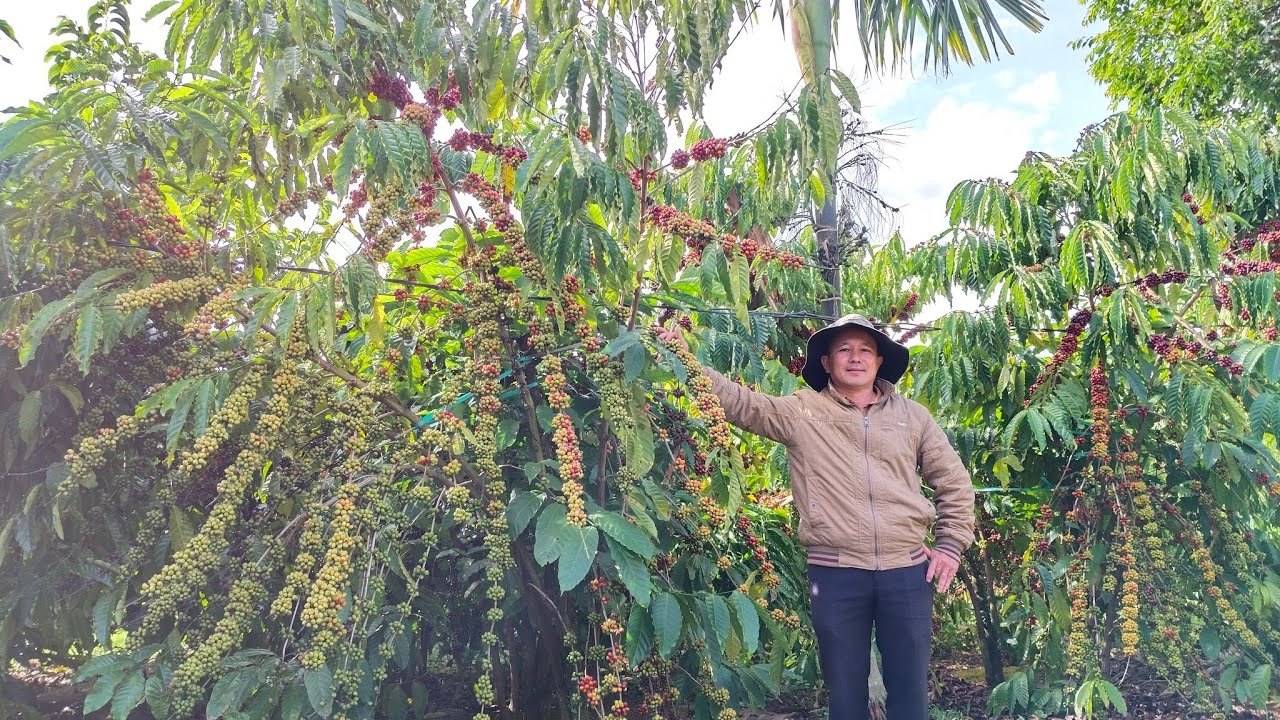 Tỉa cành tạo tán cho cà phê thả ngọn năm nào cũng đạt sản lượng 