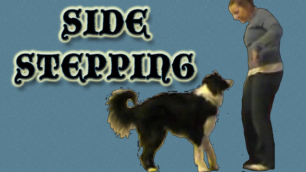 Side Stepping - Clicker Dog Training