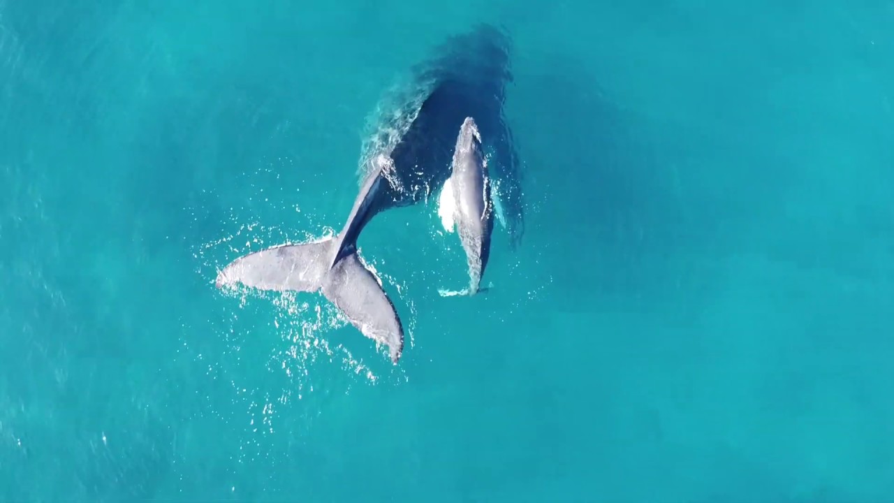 Humpback Whales in Maui, Hawaii // February 2020 // Mavic Mini Drone Footage