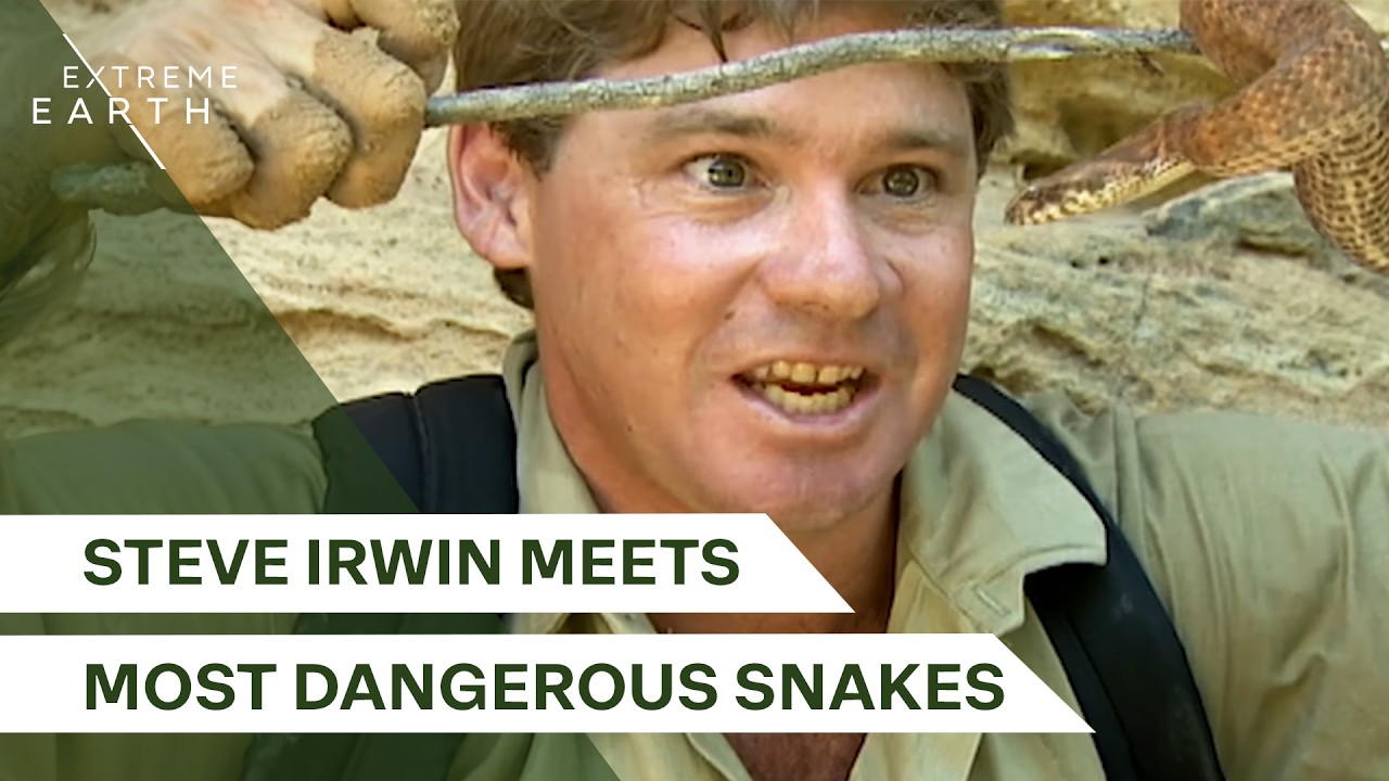Steve Irwin&rsquo;s Top 10 Most Venomous Snakes Adventure | The Deadliest