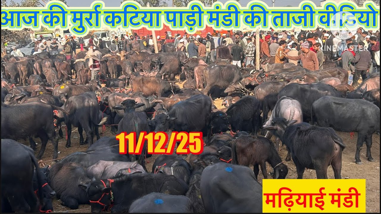 Latest video of Murrah Katia Padi Wali Madhiyai Mandi | Murrah Calf Sale | Haryana Murrah Buffalo...