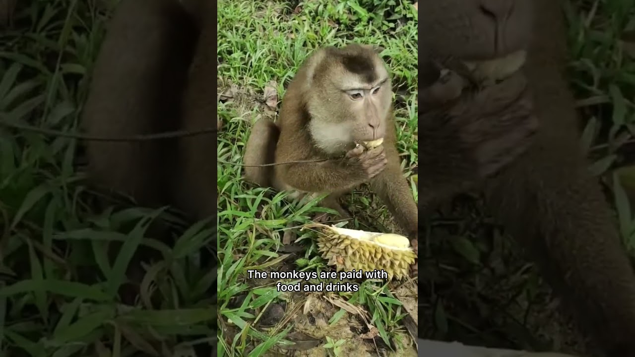Hiring monkeys to harvest coconuts in Thailand