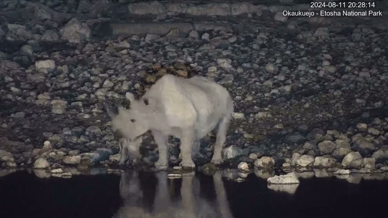 Baby rhino attacked by hyenas at Okaukuejo (full video)