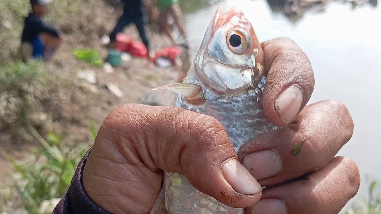 Ikan ini sangant melimpah di sungai cisadane
