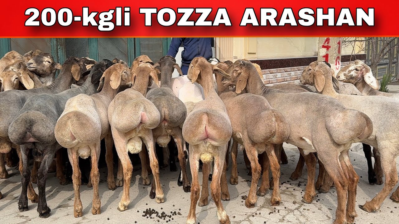 🔥 QIRG‘IZISTON ARASHAN QO‘ZILAR 🔥 200-KG BO‘LADIGAN REKORD ARZON NARX