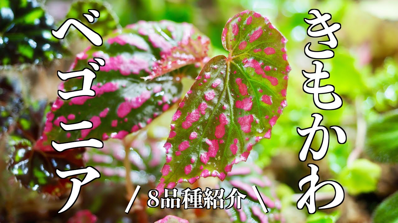 【ベゴニア】水槽で育てている8品種を紹介します【テラリウム】