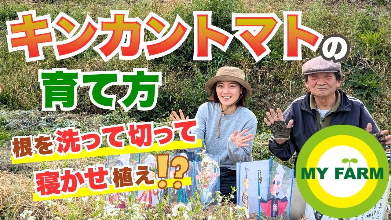 自由すぎるトマト栽培の世界！苗の土を洗って根を切って寝かせて植えます│モリミサと学ぶ有機栽培