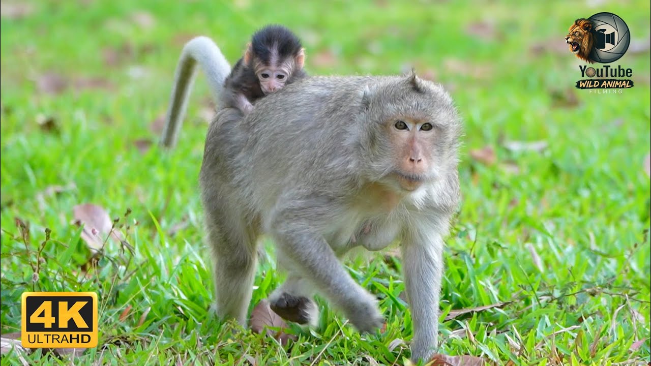 ELSA'S Guiding Love: A Mother's Forage On The Meadow | Full Documentary