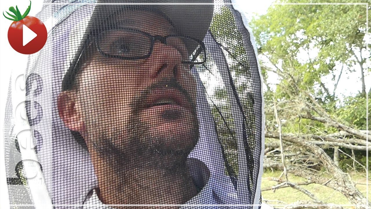 Collecting a Swarm? - I Can't Handle This