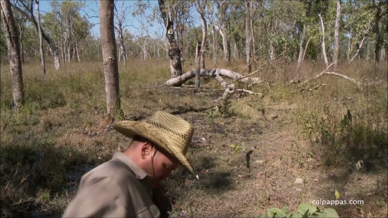 4-Bore Water Buffalo HD