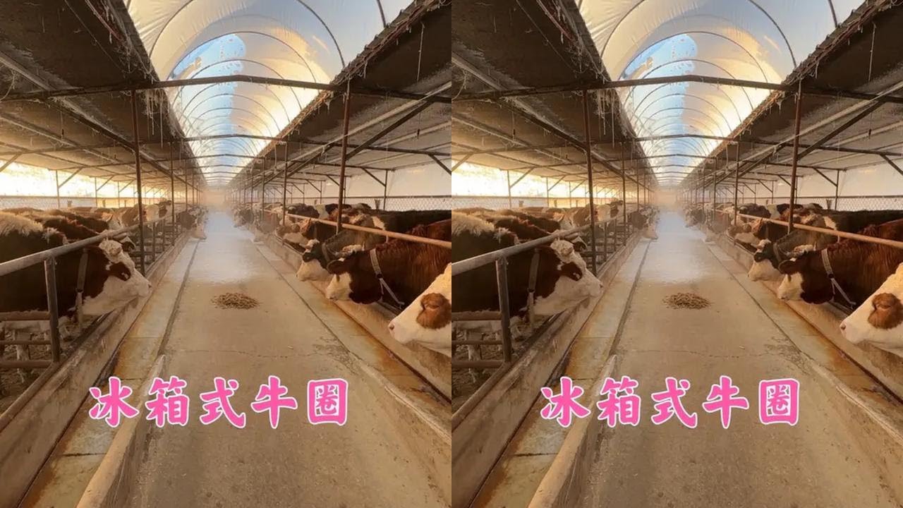天冷双双家牛棚全是霜，水泵冻裂不出水，老爸又上线了改水管！ #这个冬天太冷了 #三农#养殖业#我的生活日记#创业 #生活 #日常 #养殖