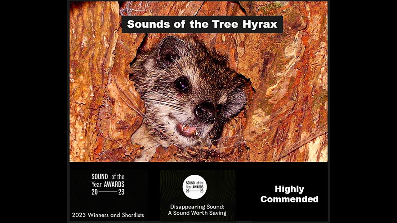 Sounds of the Tree Hyrax; Highly Commended, Sound of the Year Awards