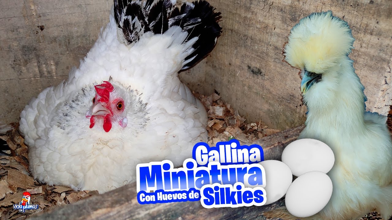 Poni&eacute;ndole HUEVOS de Sedosas a Gallina CLUECA 🥚🐔