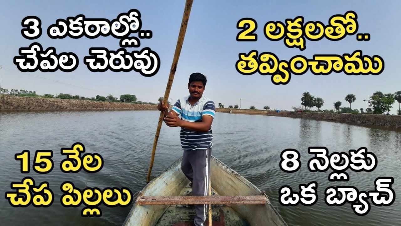 కొత్త చేపల చెరువులో.. రవ్వ, బొచ్చ పెంచుతున్నం | Rohu, Catla Fish Farming | రైతు బడి
