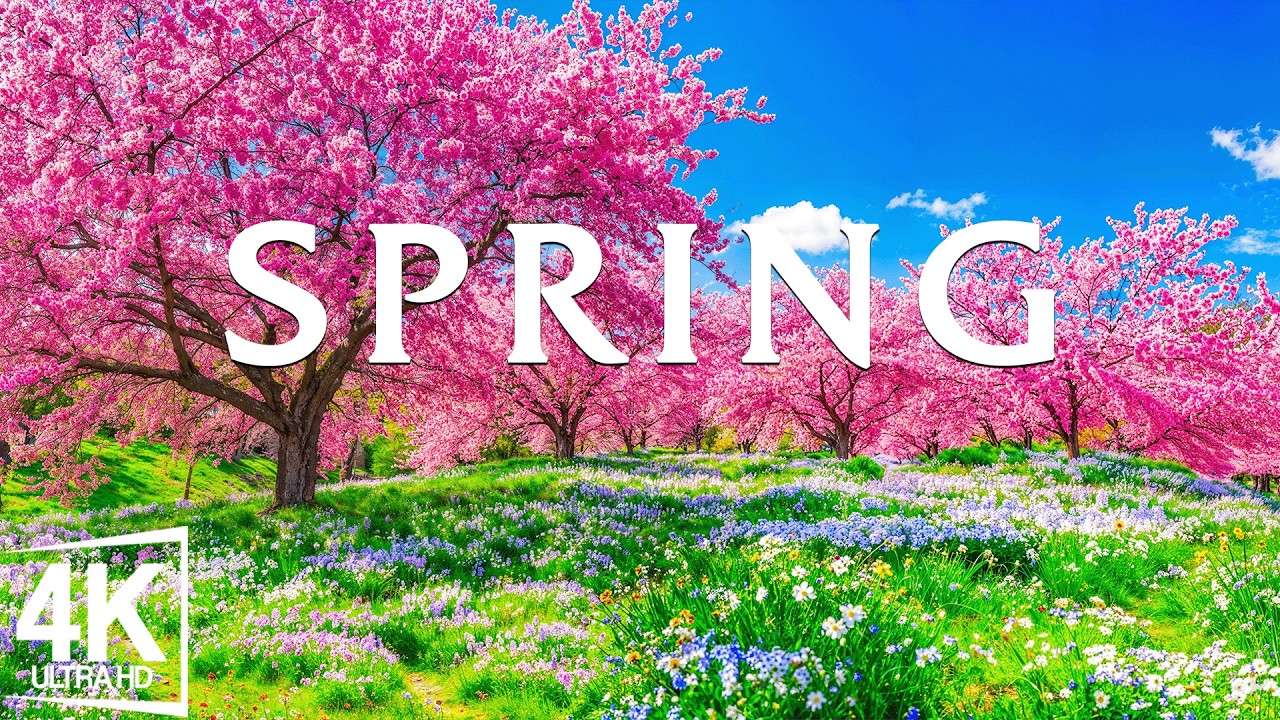 Spring Flowers 4K - March 2026 🌸 Endless Tulip Fields, Sakura Valleys & Bright Morning Landscapes
