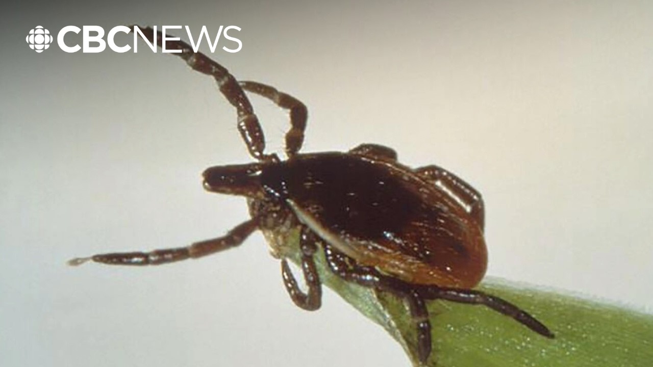 Tick-borne illnesses surge across Canada. What are the symptoms?