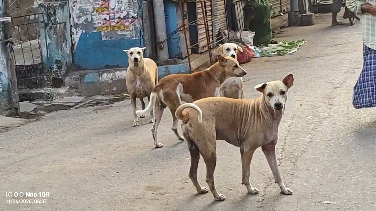 I am dog lover Volga dog 🐶🦴 so cute dog bolo official YouTube channel every morning daily food