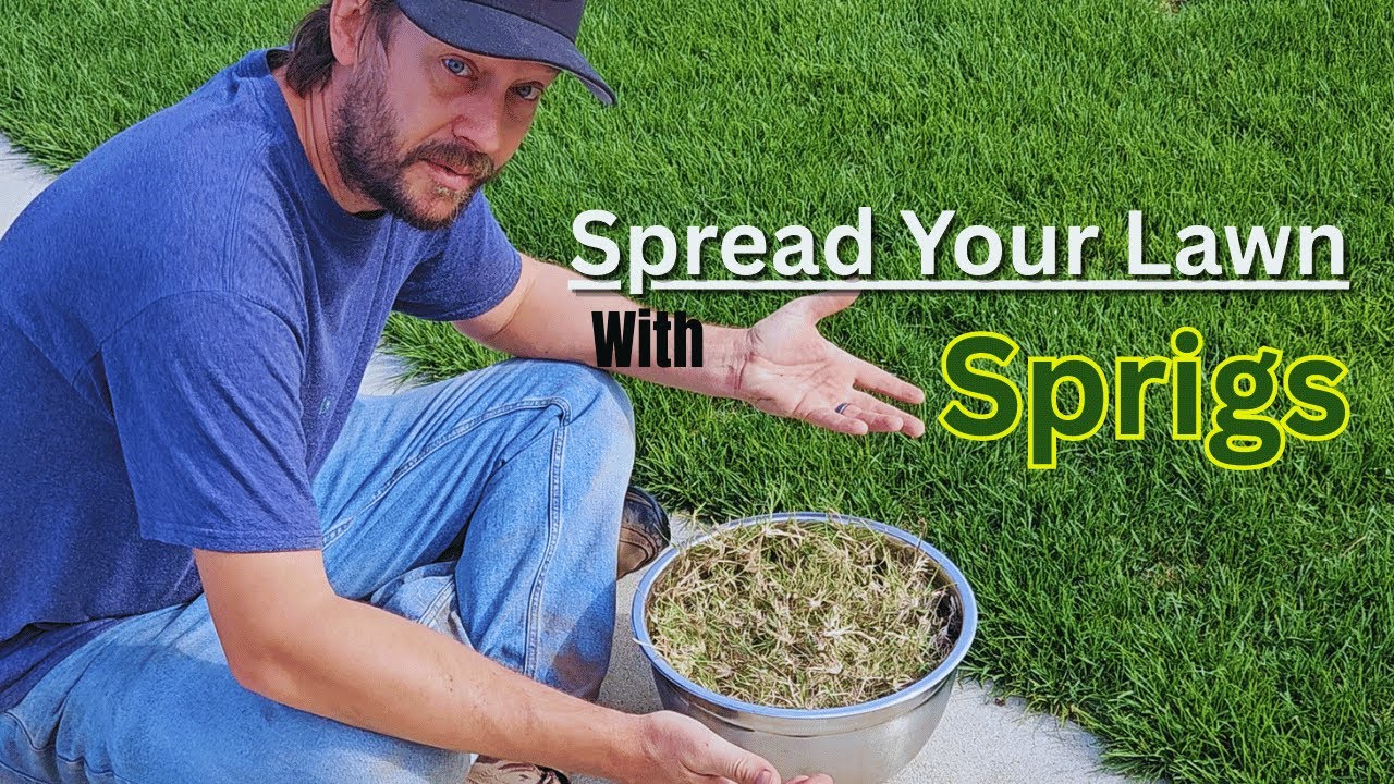 How To Sprig A New Lawn - A Warm Season Grass Tutorial