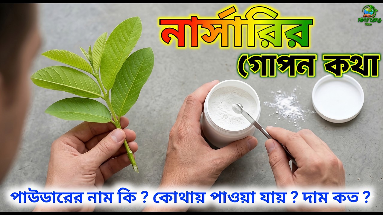 এই পাউডার দিয়ে কাটা ডাল থেকেই গাছ তৈরি হয় /Tips for propagating guava trees by cuttings Roothormone