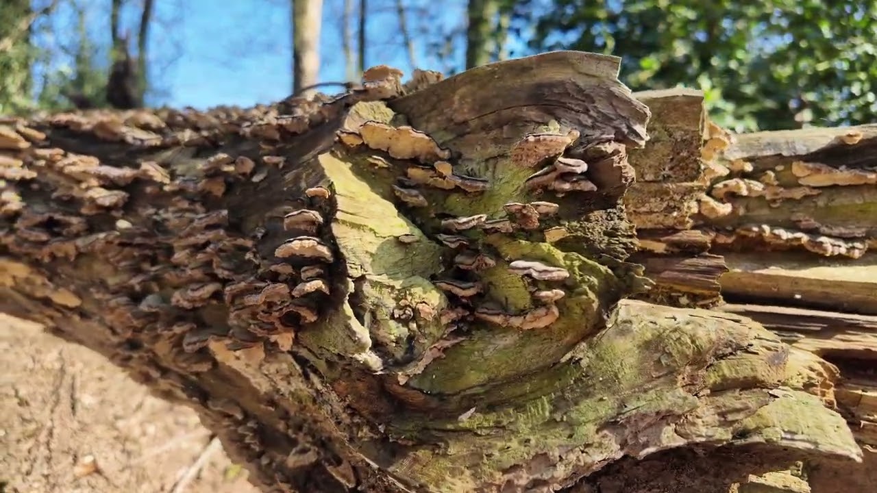 Wanderung im Bergischen, März 2024. #campingparkbergischesland #wandern #bergischesland