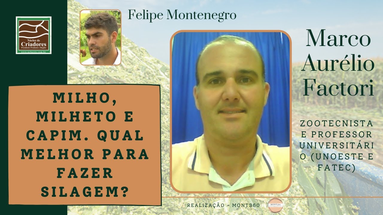 Milho, milheto e capim. Qual melhor para fazer silagem ?